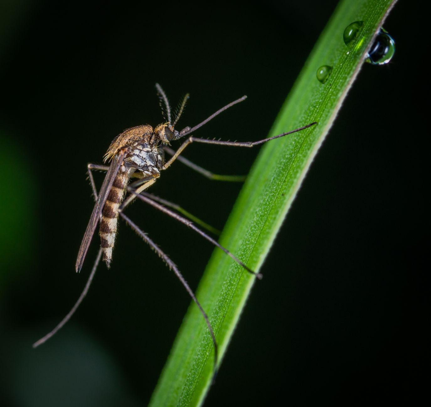 Medidas de control de mosquitos en Florida