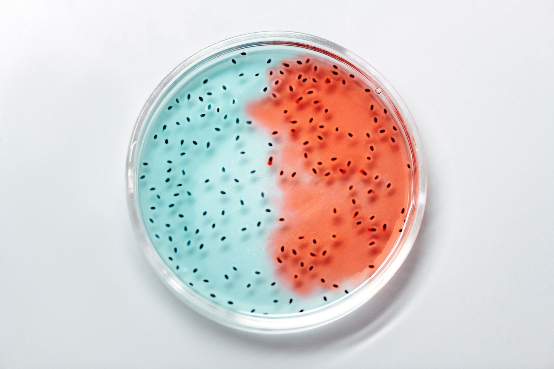 Laboratorio de investigación sobre bacterias Vibrios.