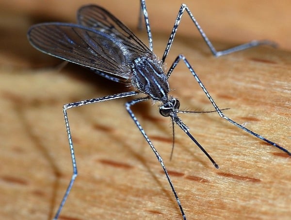 Declaratoria de emergencia por dengue en varios condados de Florida ante el repunte de casos